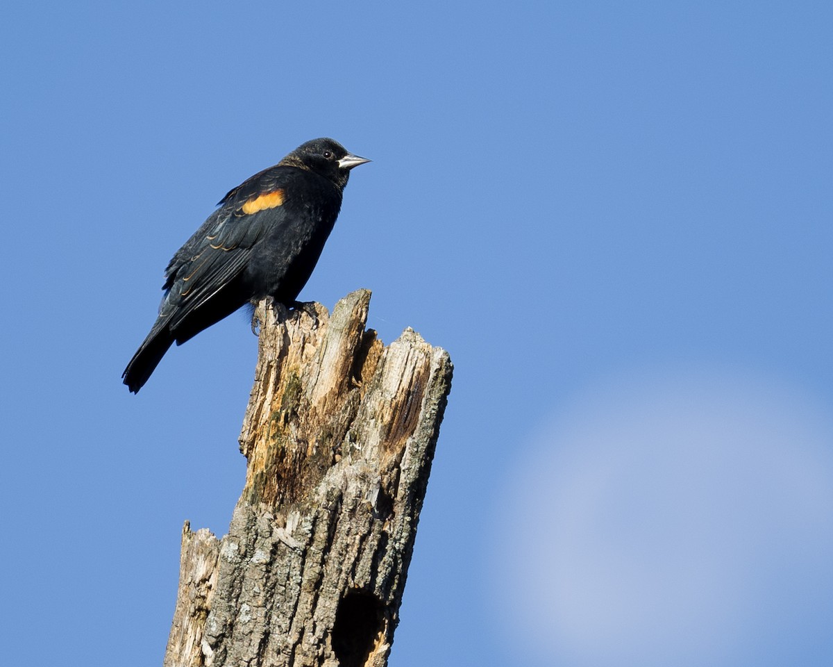 Red-winged Blackbird - ML625228373