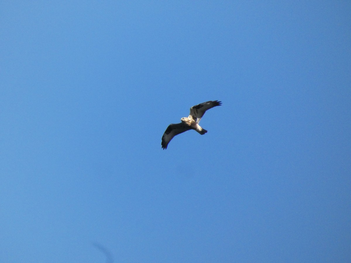 Rough-legged Hawk - ML625228420