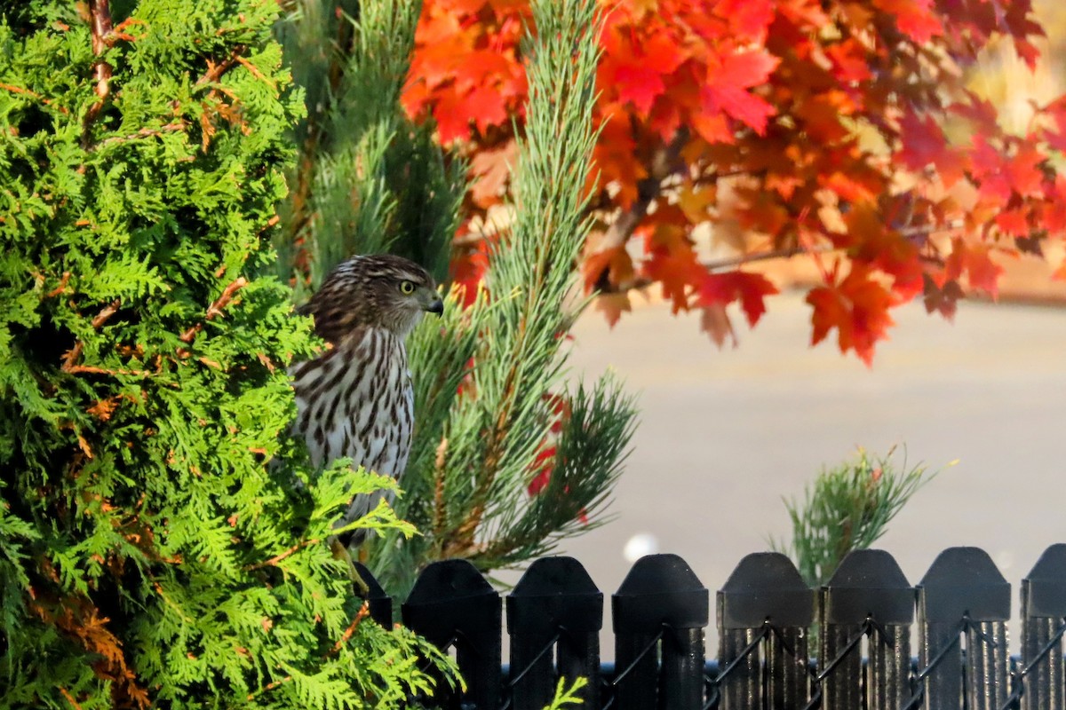 Cooper's Hawk - ML625228429