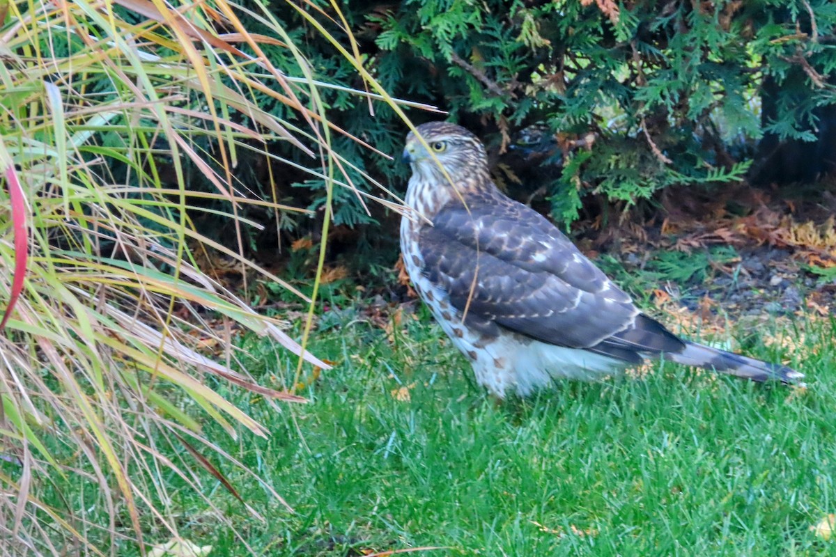 Cooper's Hawk - ML625228430