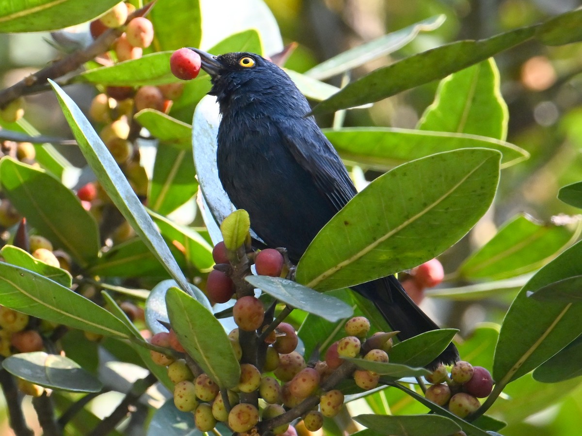 Deep-blue Flowerpiercer - ML625228591