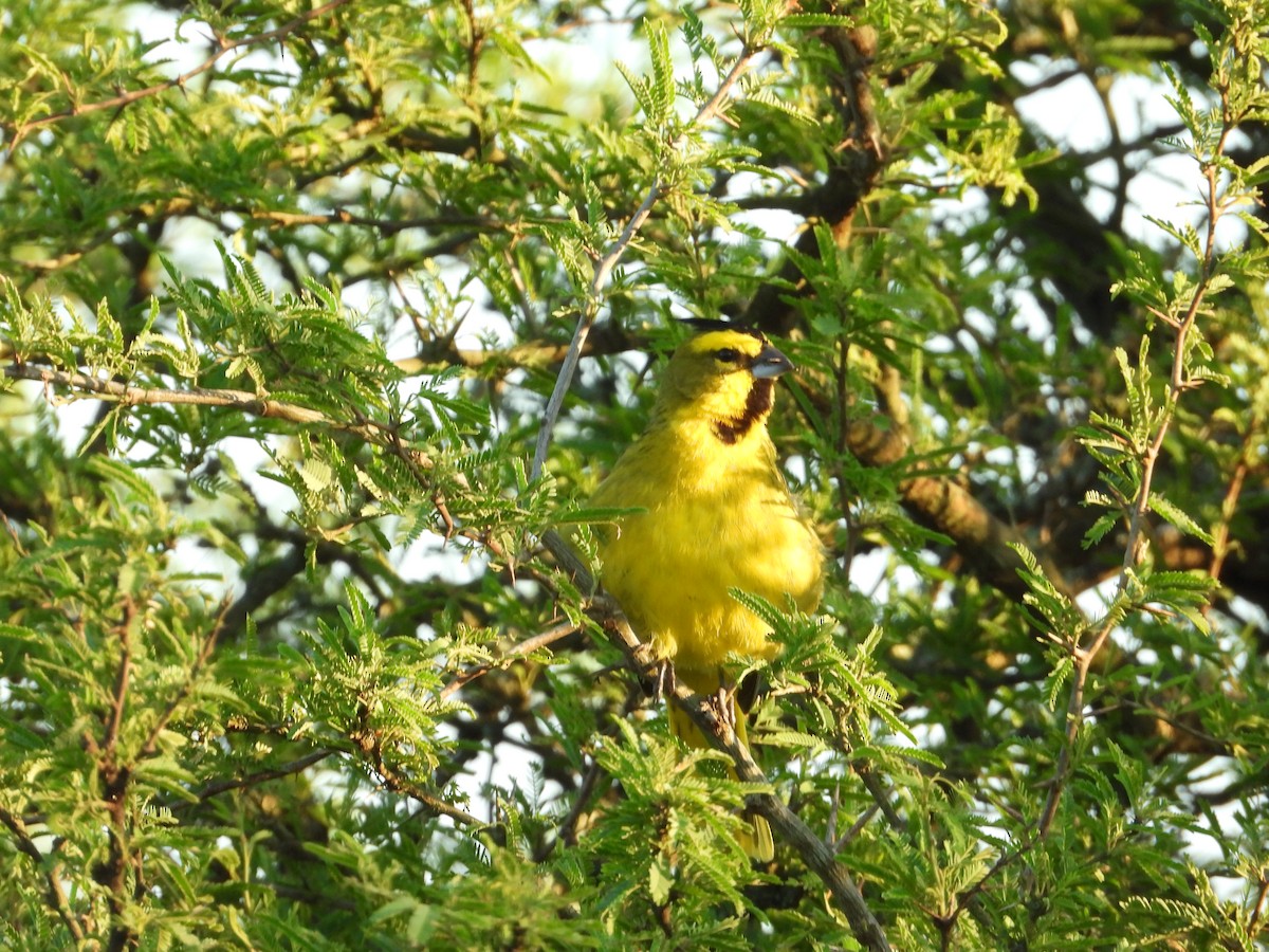 Yellow Cardinal - Pedro Maldini