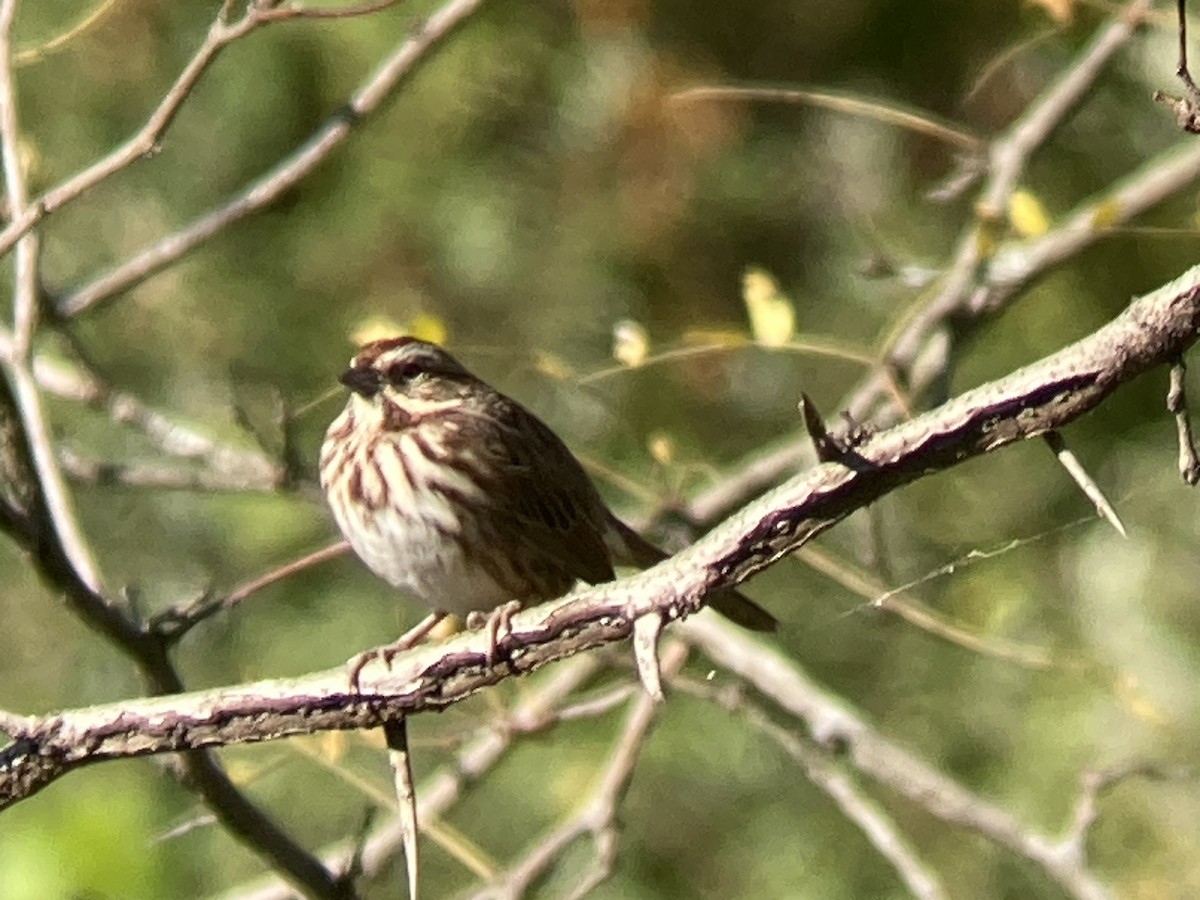 Song Sparrow - ML625228752