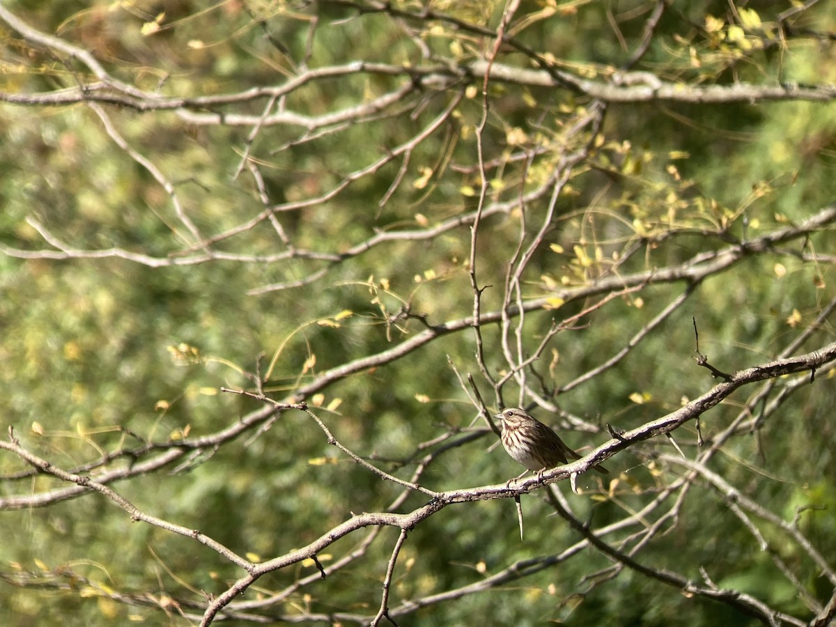 Song Sparrow - ML625228753