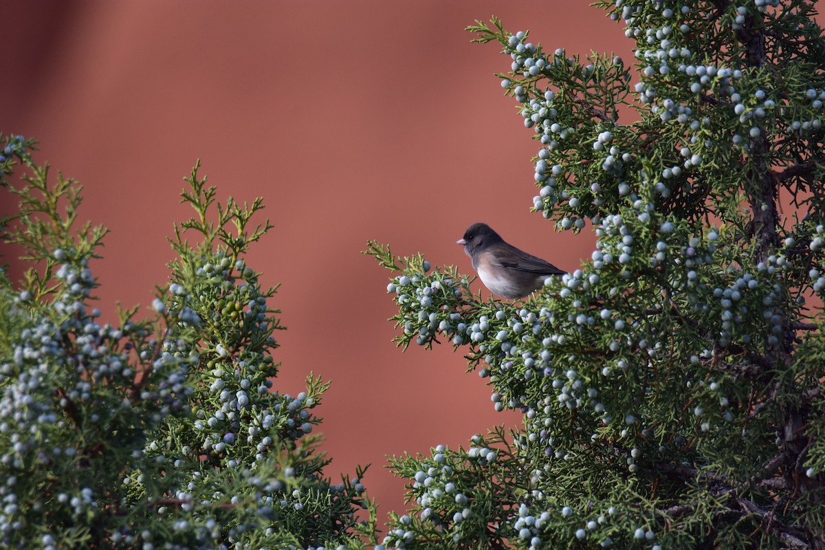 Dark-eyed Junco - Adrian Melck