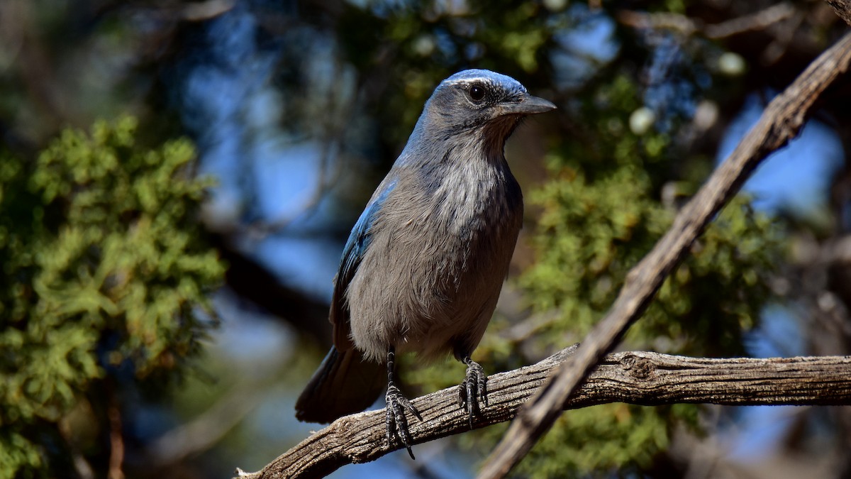 Woodhouse's Scrub-Jay - Adrian Melck