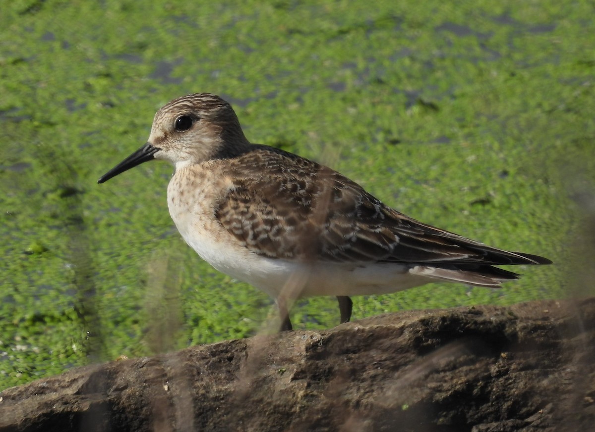 Baird's Sandpiper - Jean Lemoyne