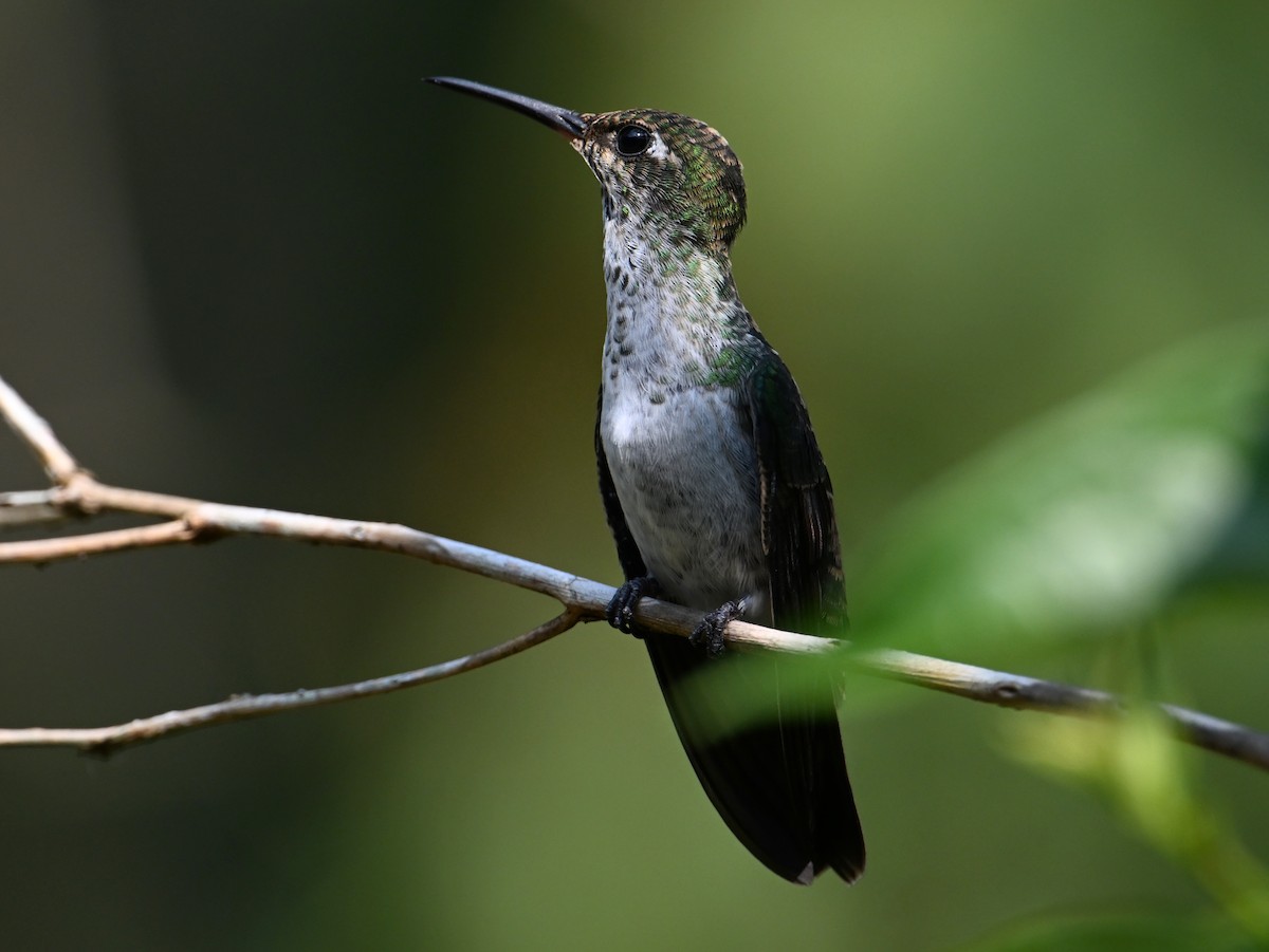 Many-spotted Hummingbird - ML625228922