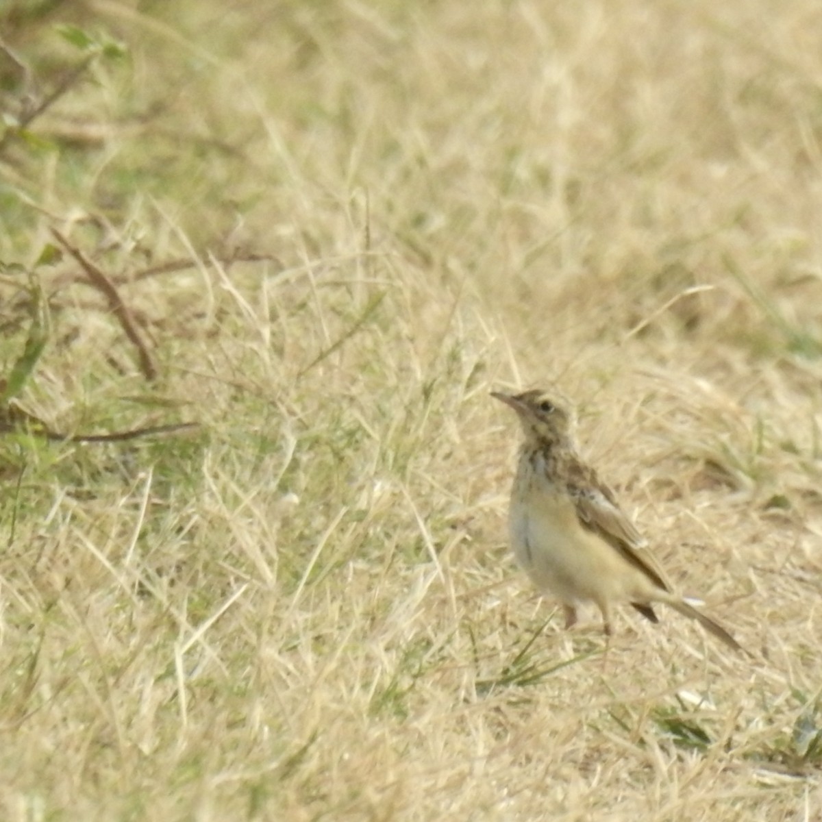 Richard's Pipit - ML625229115