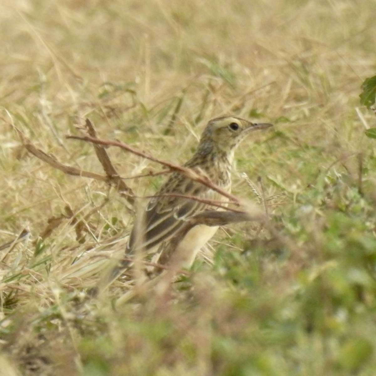 Richard's Pipit - ML625229116