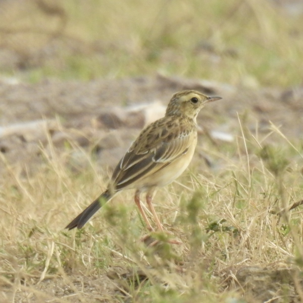 Richard's Pipit - ML625229117