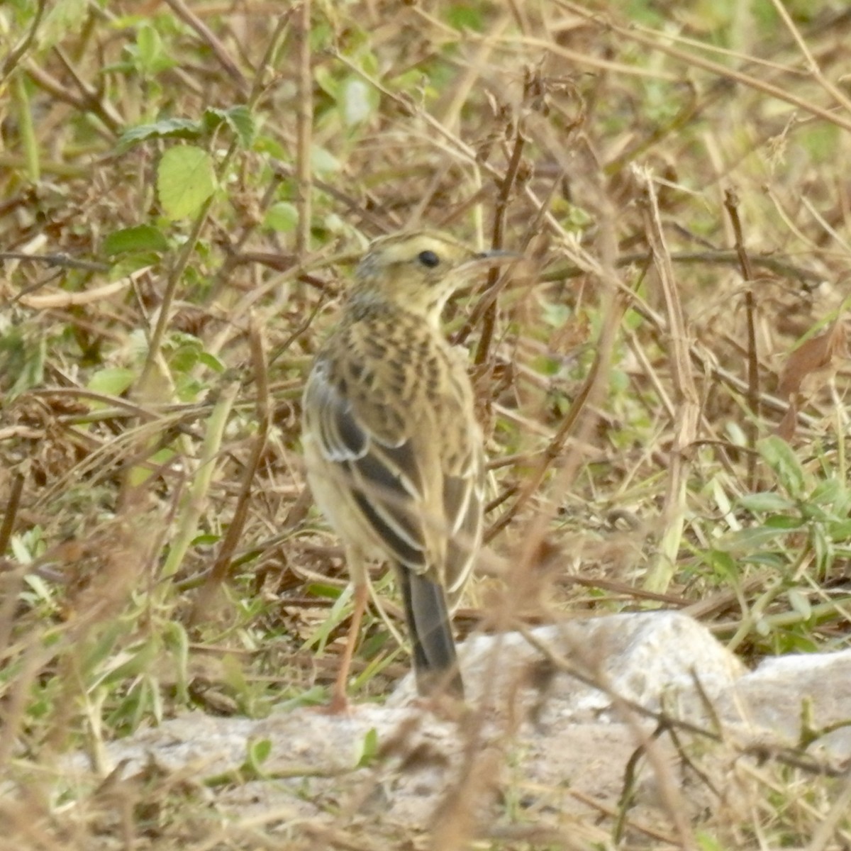 Richard's Pipit - ML625229118