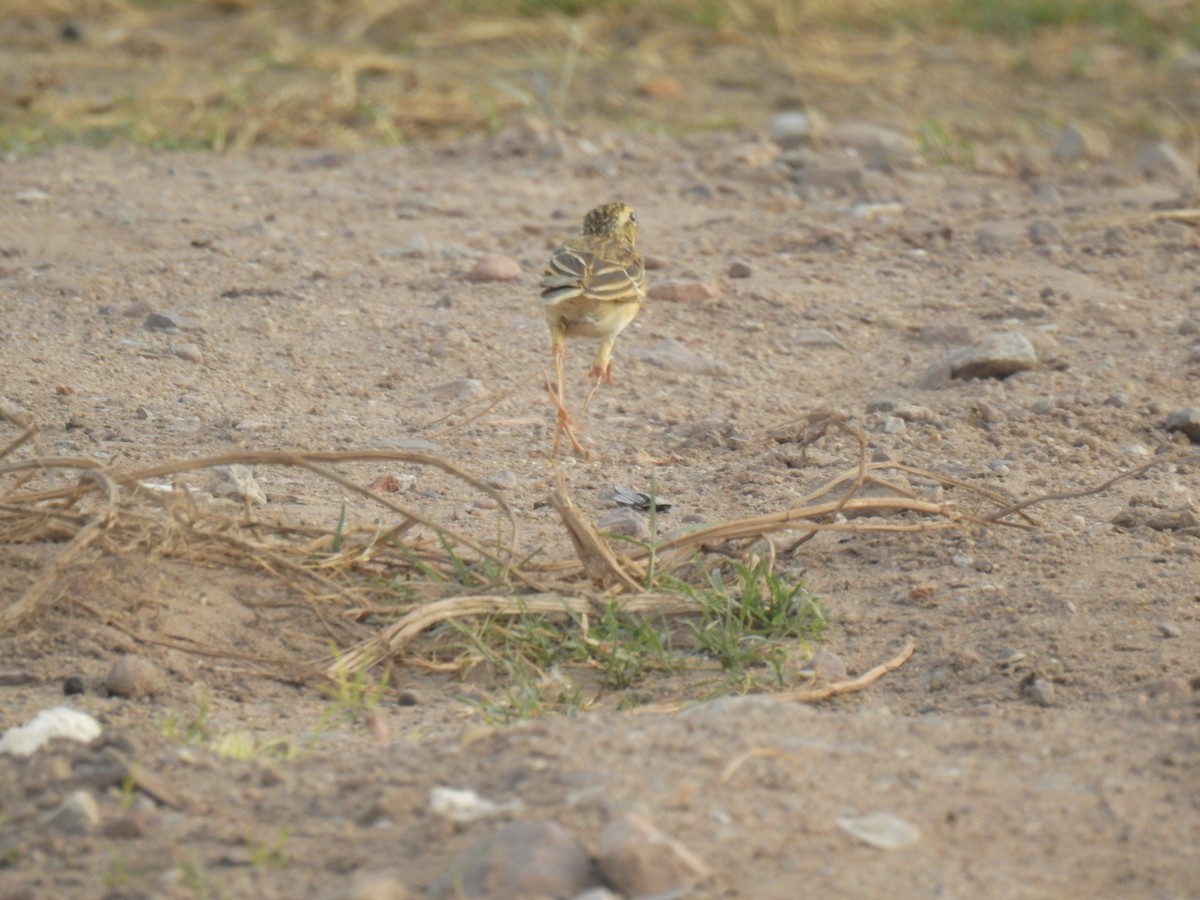 Richard's Pipit - ML625229119