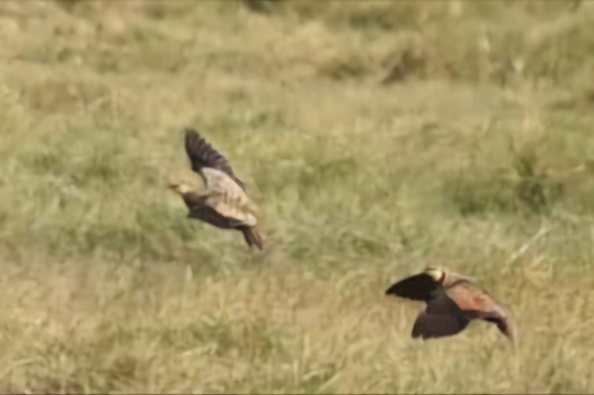 Yellow-throated Sandgrouse - ML625229120