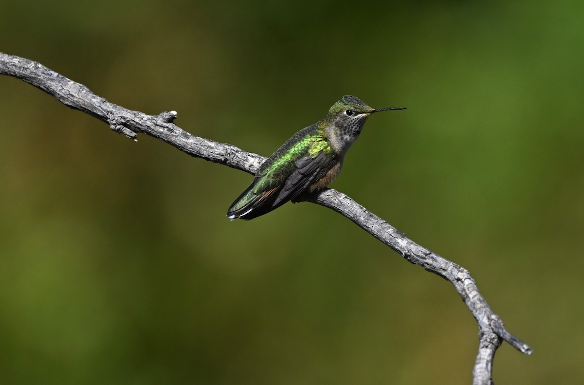 Broad-tailed Hummingbird - ML625229143