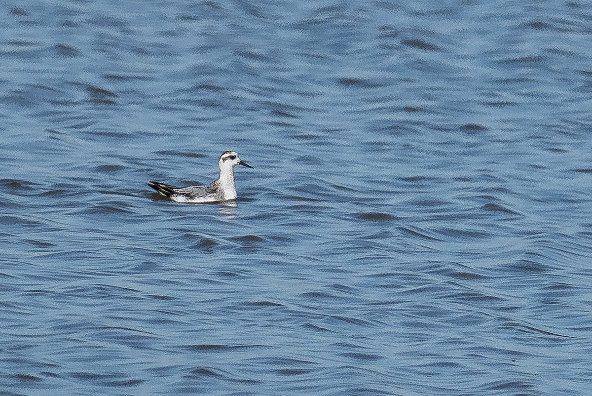 Red Phalarope - ML625229432