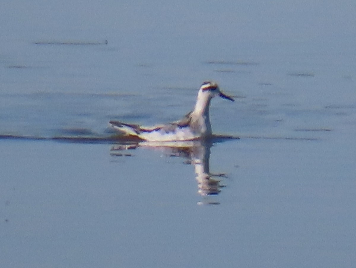 Red Phalarope - ML625229459