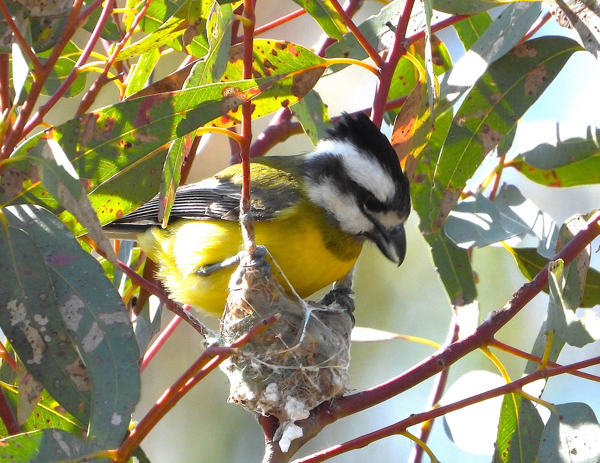 Eastern Shrike-tit - ML625229471