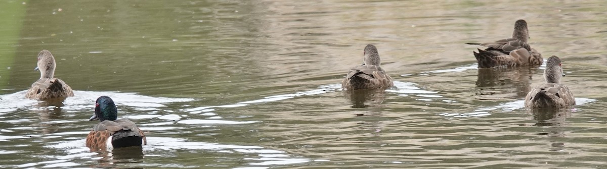 Chestnut Teal - ML625229487