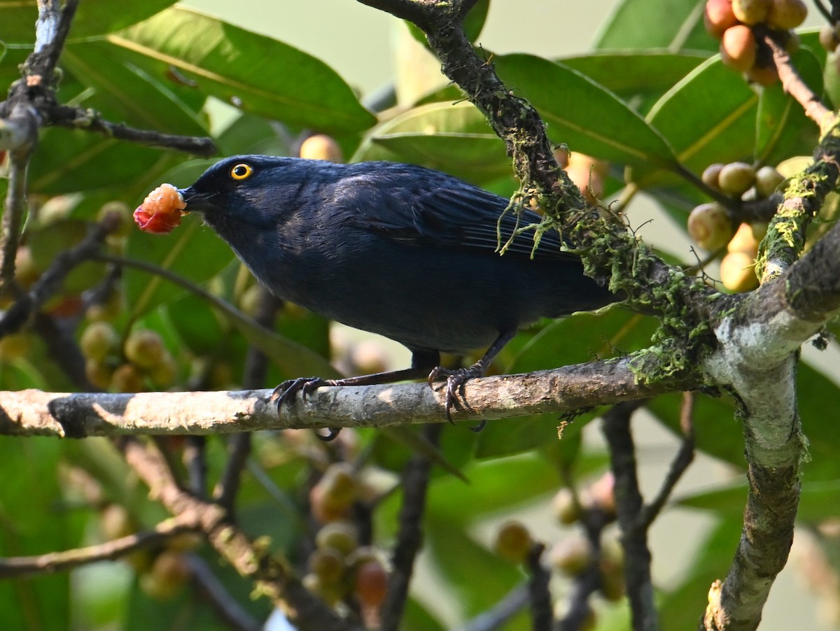 Deep-blue Flowerpiercer - ML625229574