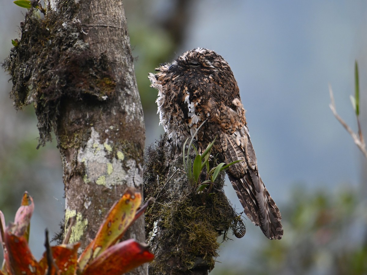 Andean Potoo - ML625229612