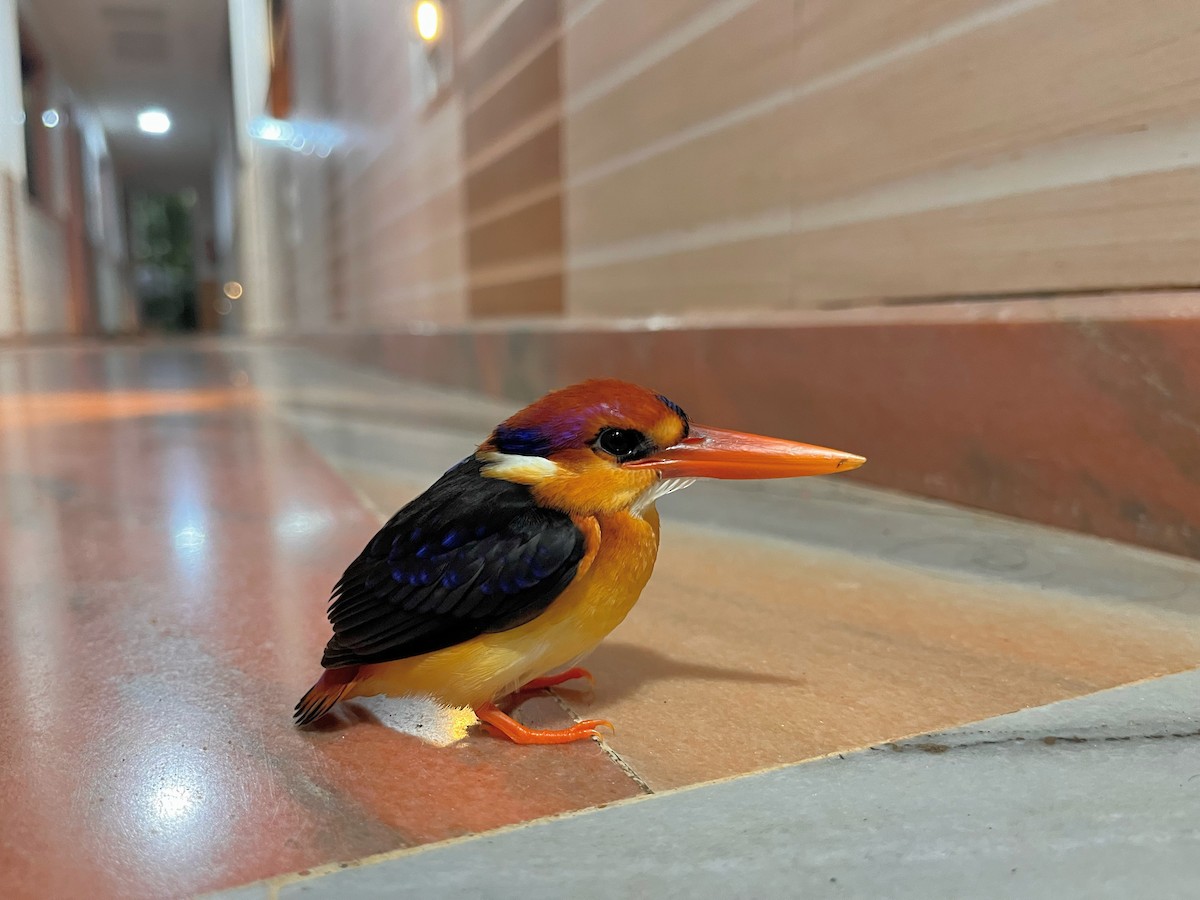 Black-backed Dwarf-Kingfisher - ML625229966