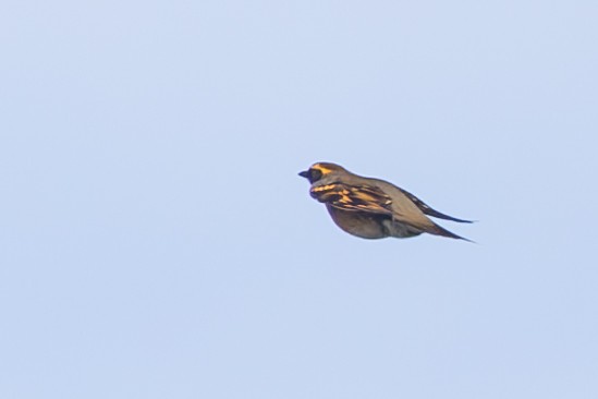 Varied Thrush - ML625229980