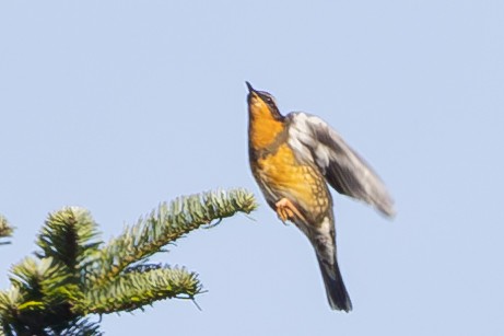 Varied Thrush - ML625229981