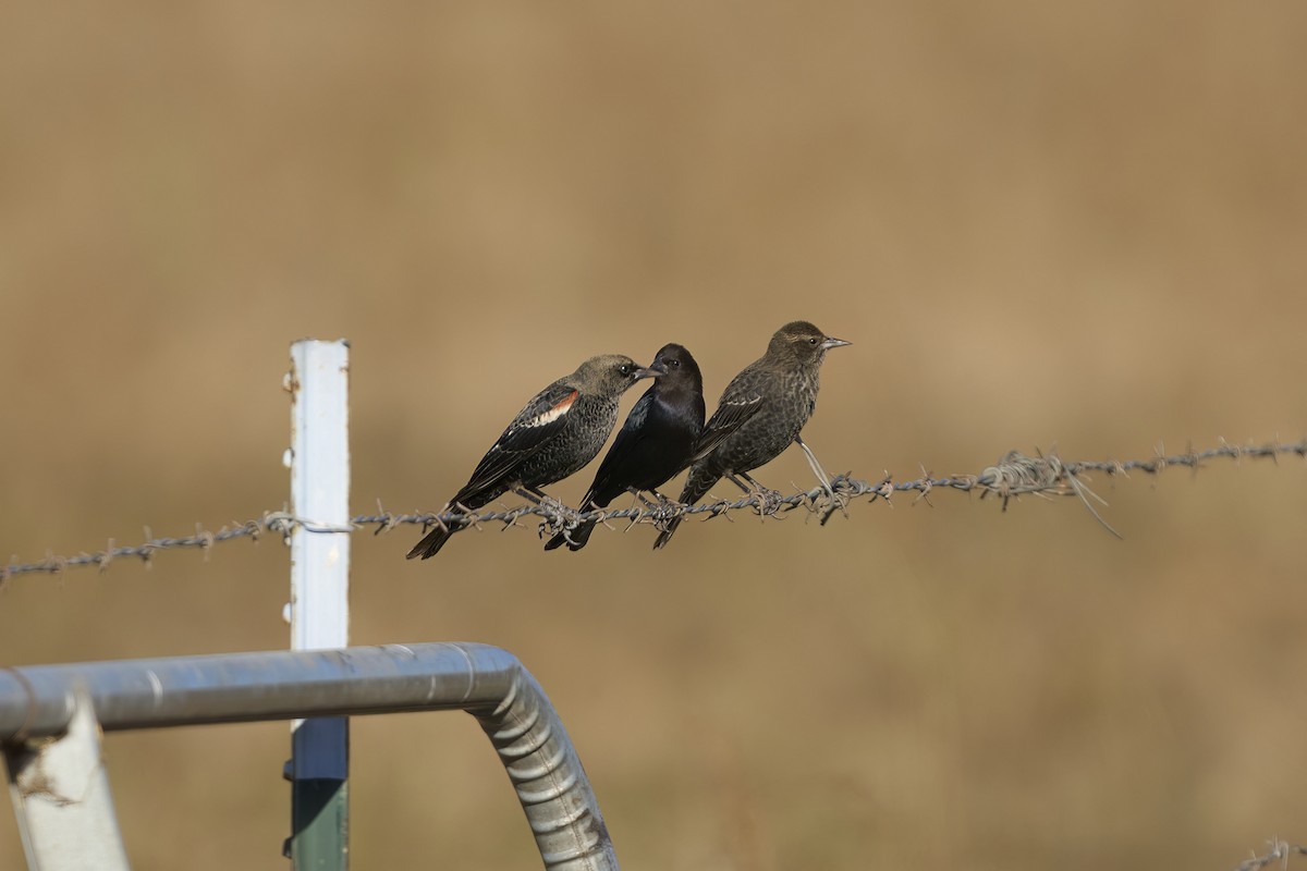 Tricolored Blackbird - ML625230029