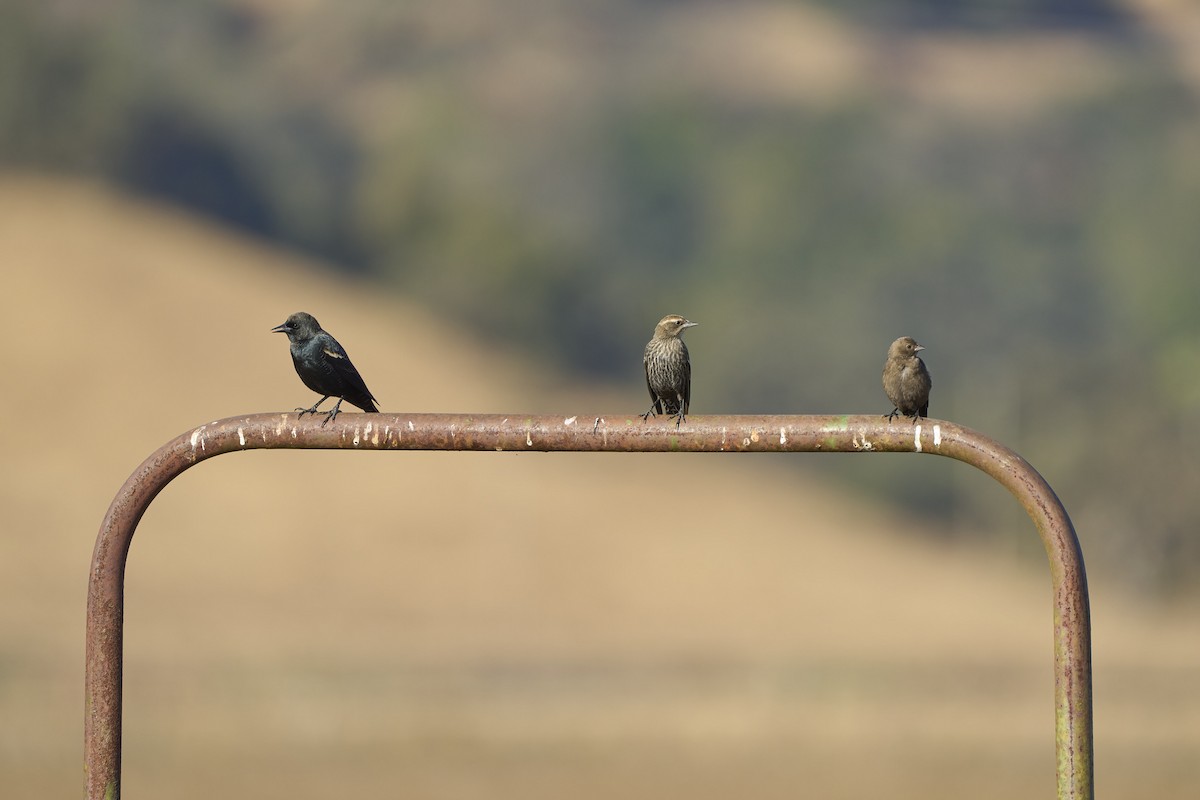 Tricolored Blackbird - ML625230048