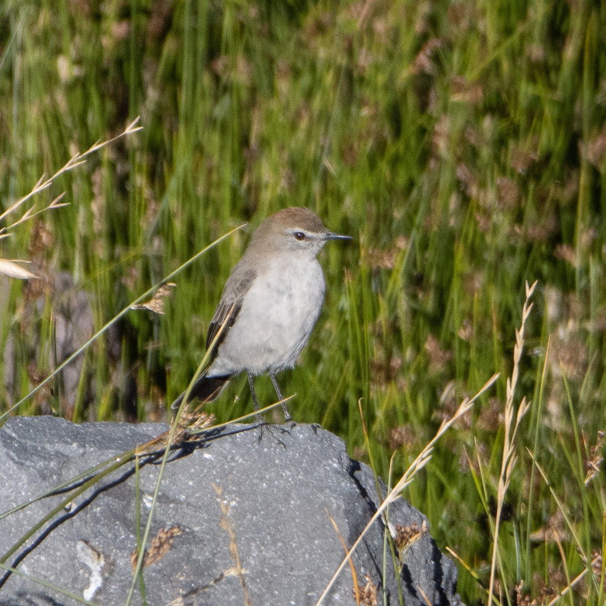 White-browed Ground-Tyrant - ML625230063