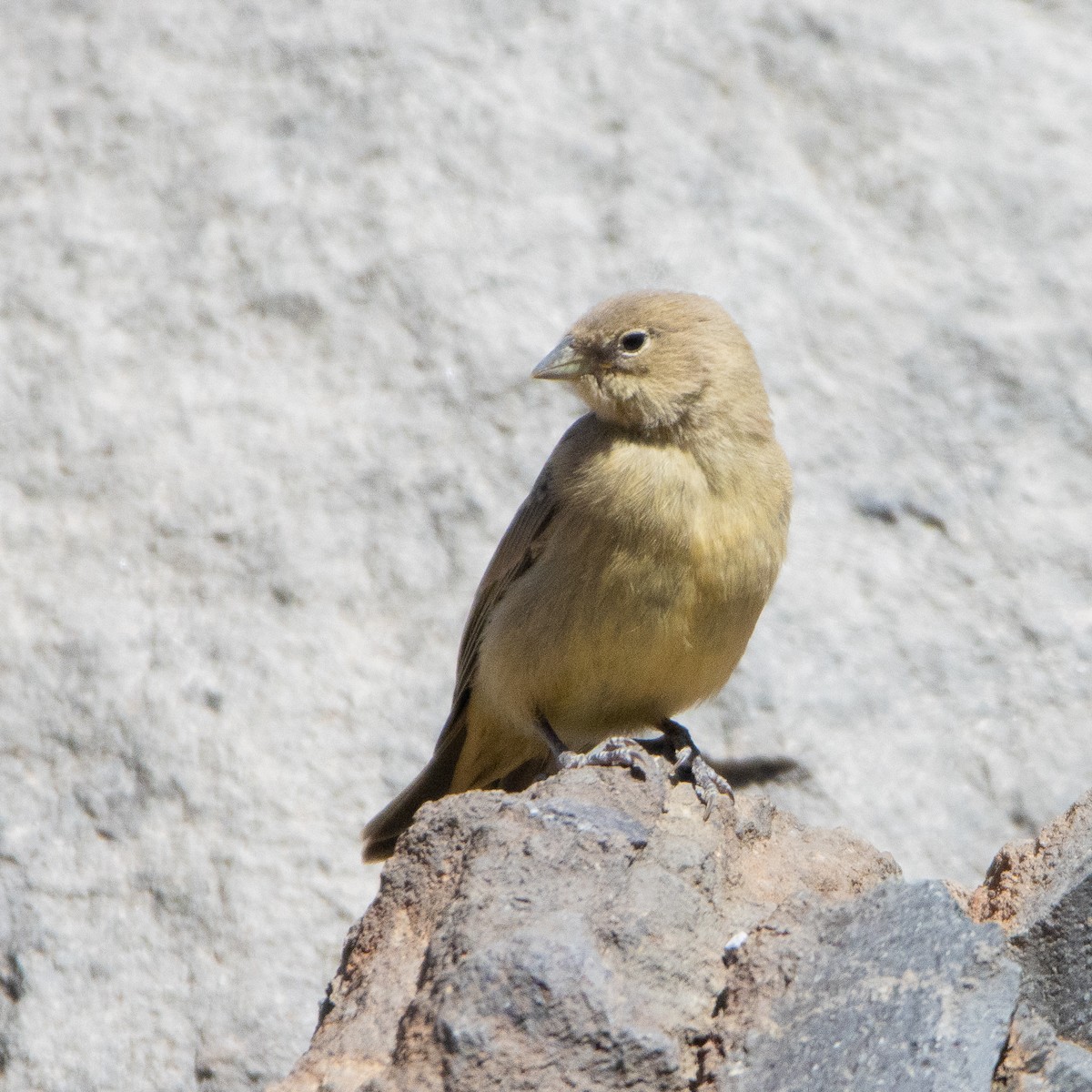 Greater Yellow-Finch - ML625230623