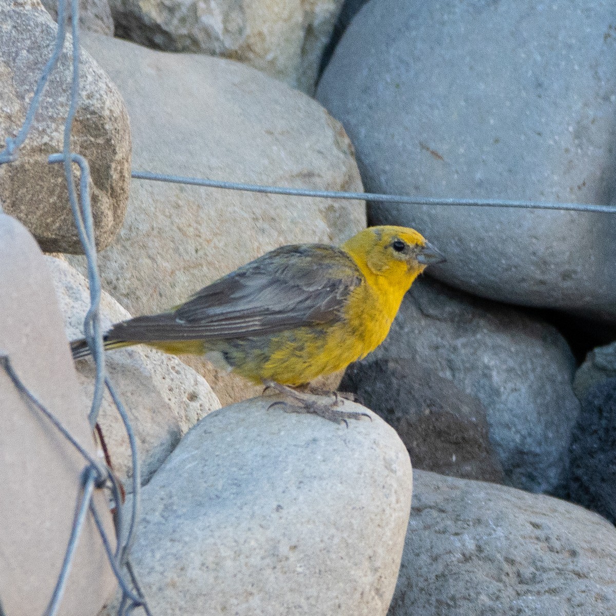 Greater Yellow-Finch - ML625230624