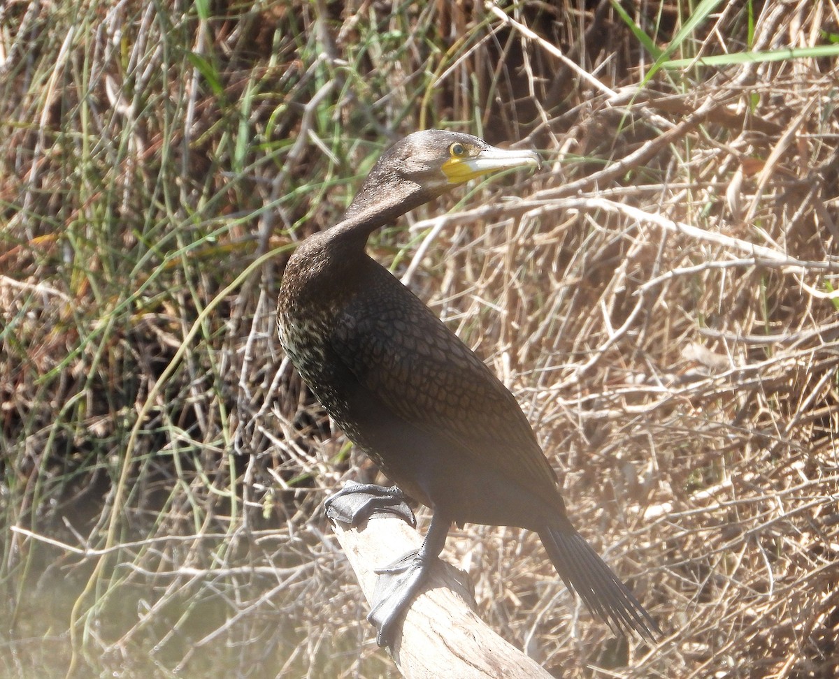 Great Cormorant - ML625230692