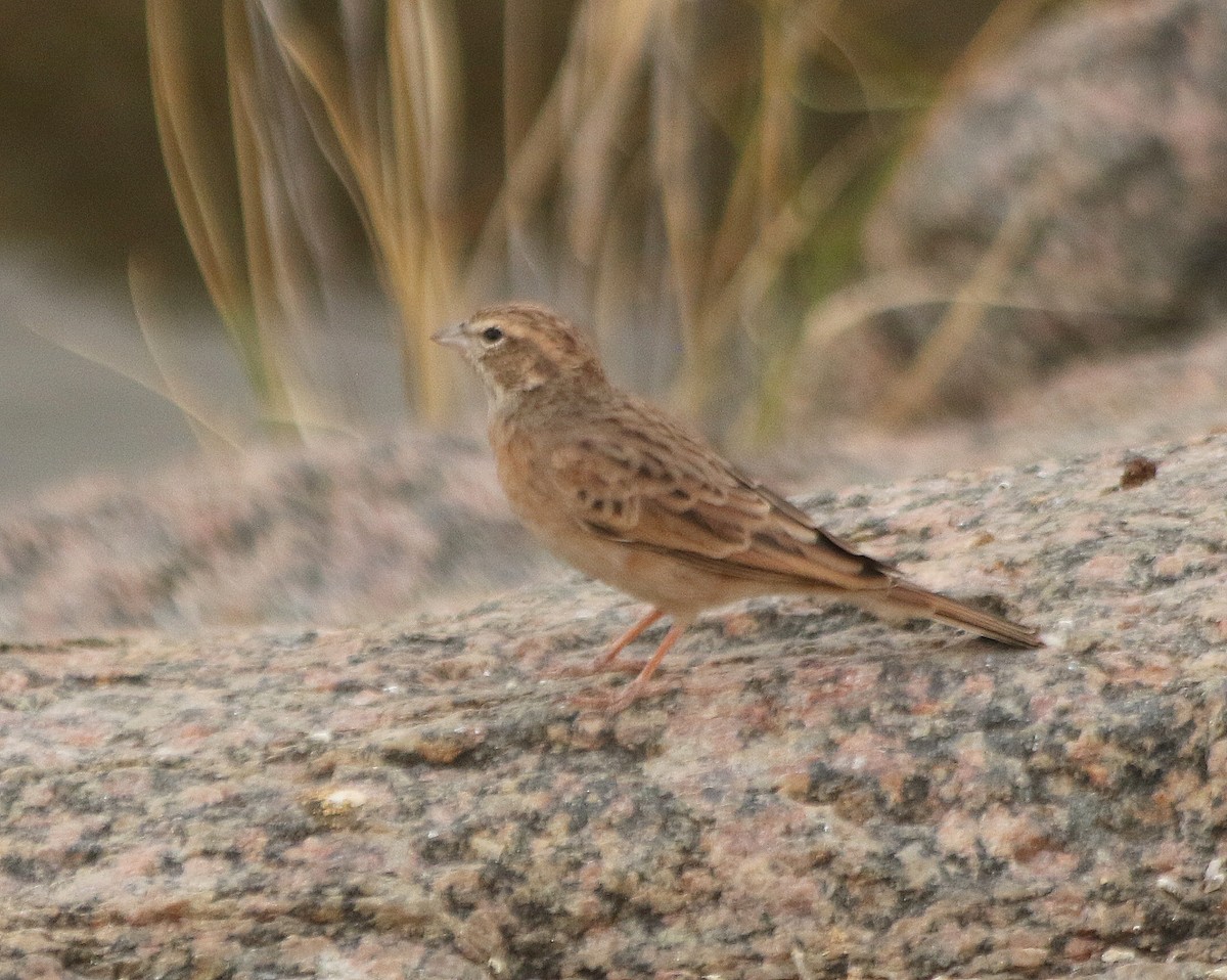 Lark-like Bunting - ML625230693