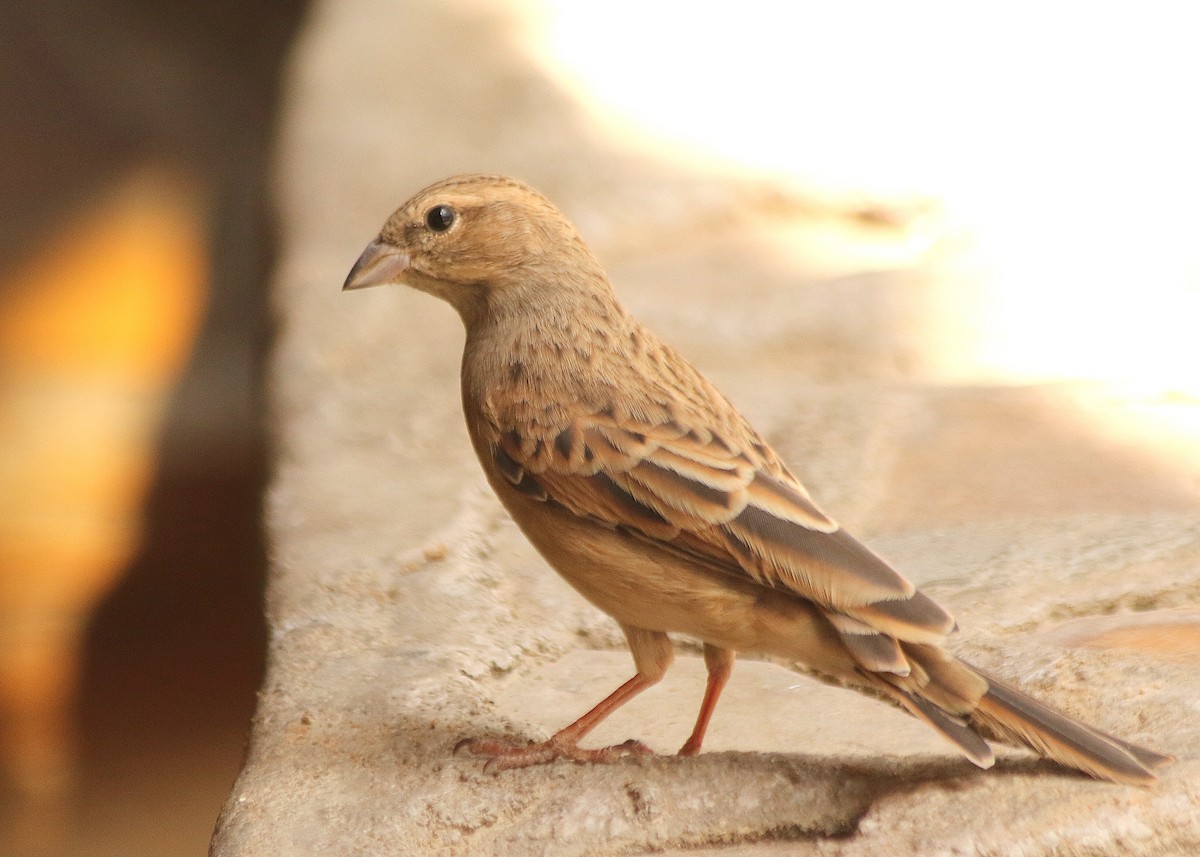 Lark-like Bunting - ML625230695