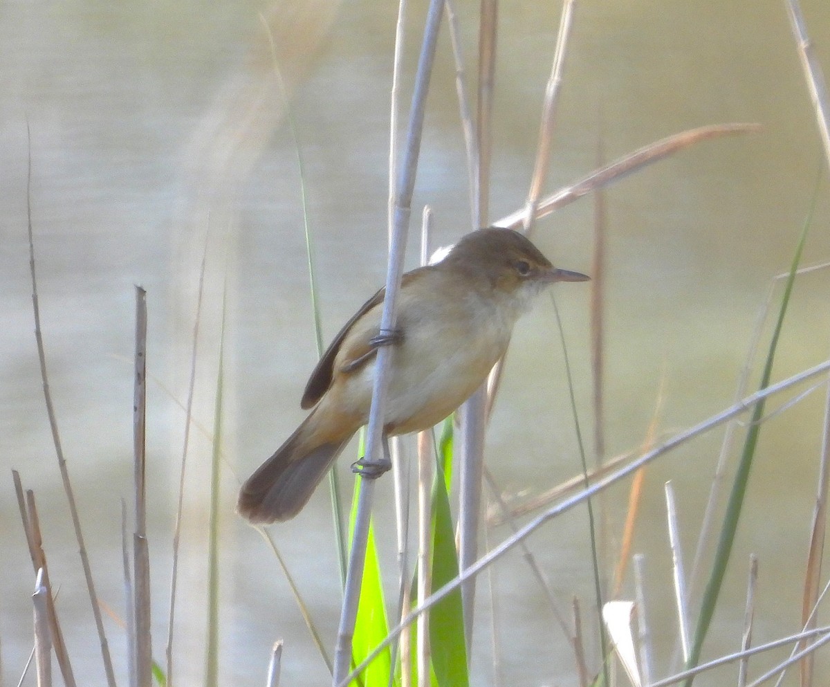 Australian Reed Warbler - ML625230751