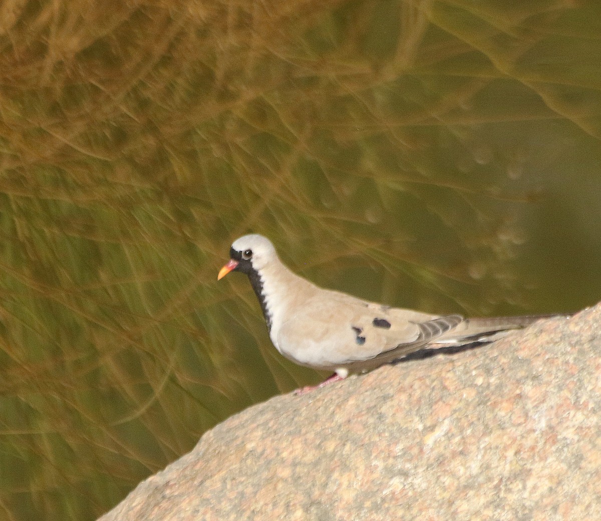 Namaqua Dove - ML625230820