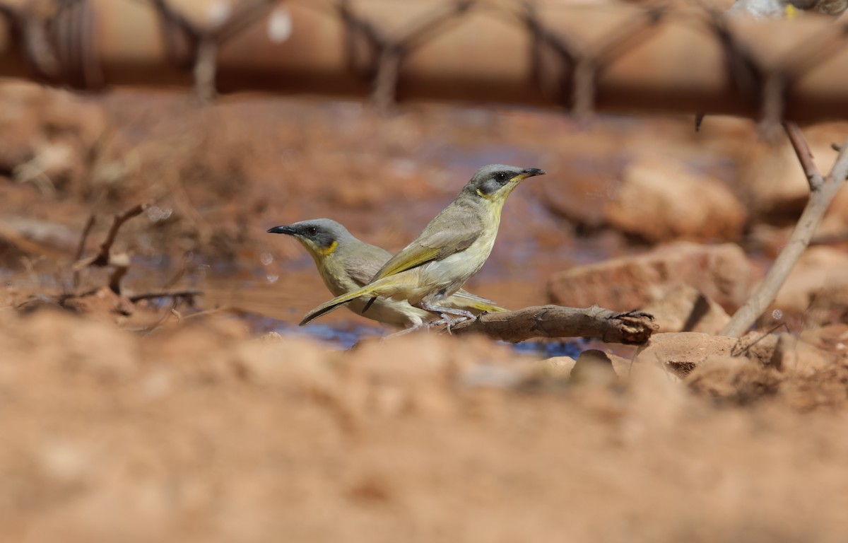 Gray-headed Honeyeater - ML625230846