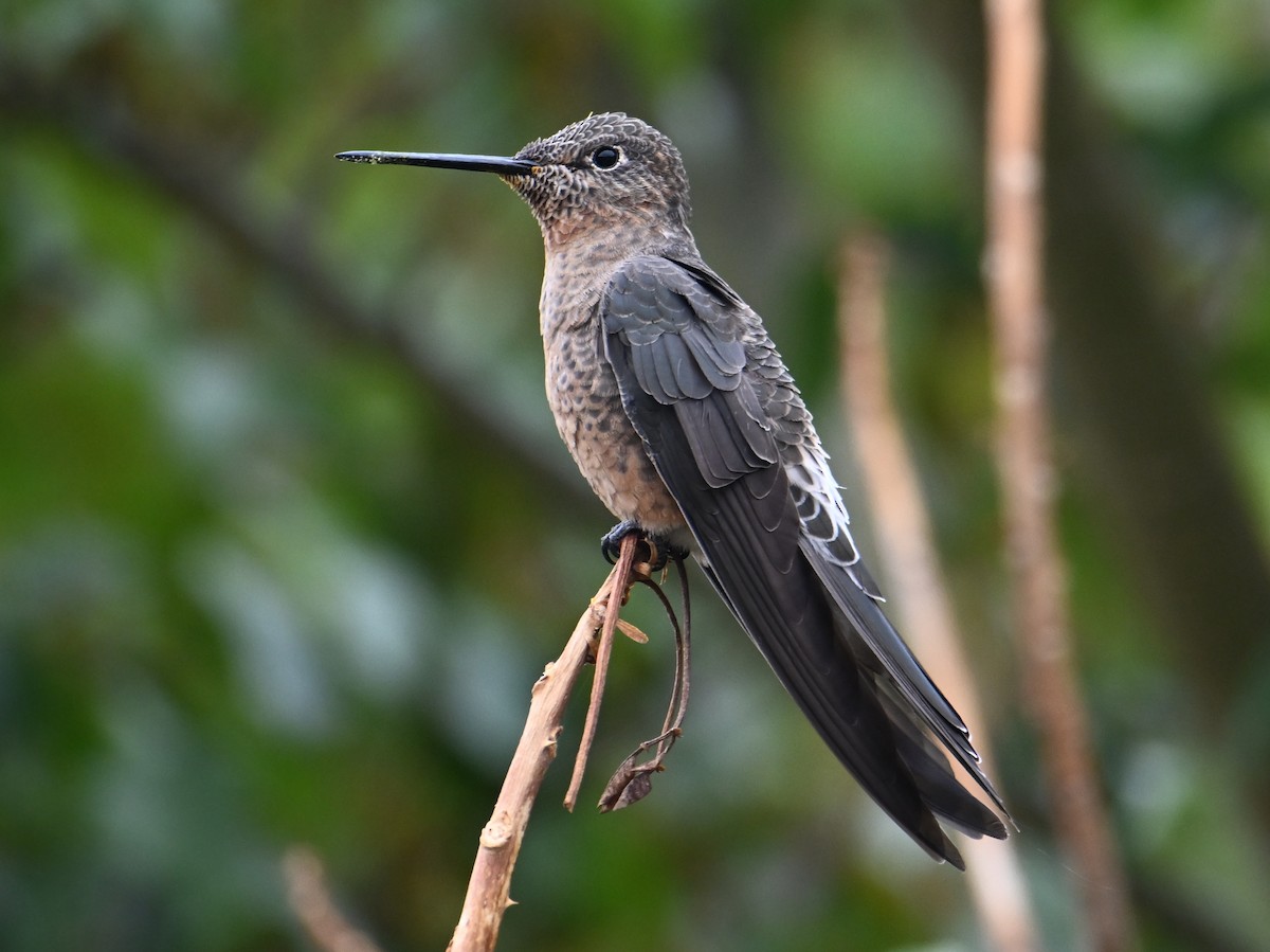 Giant Hummingbird - jerald britten