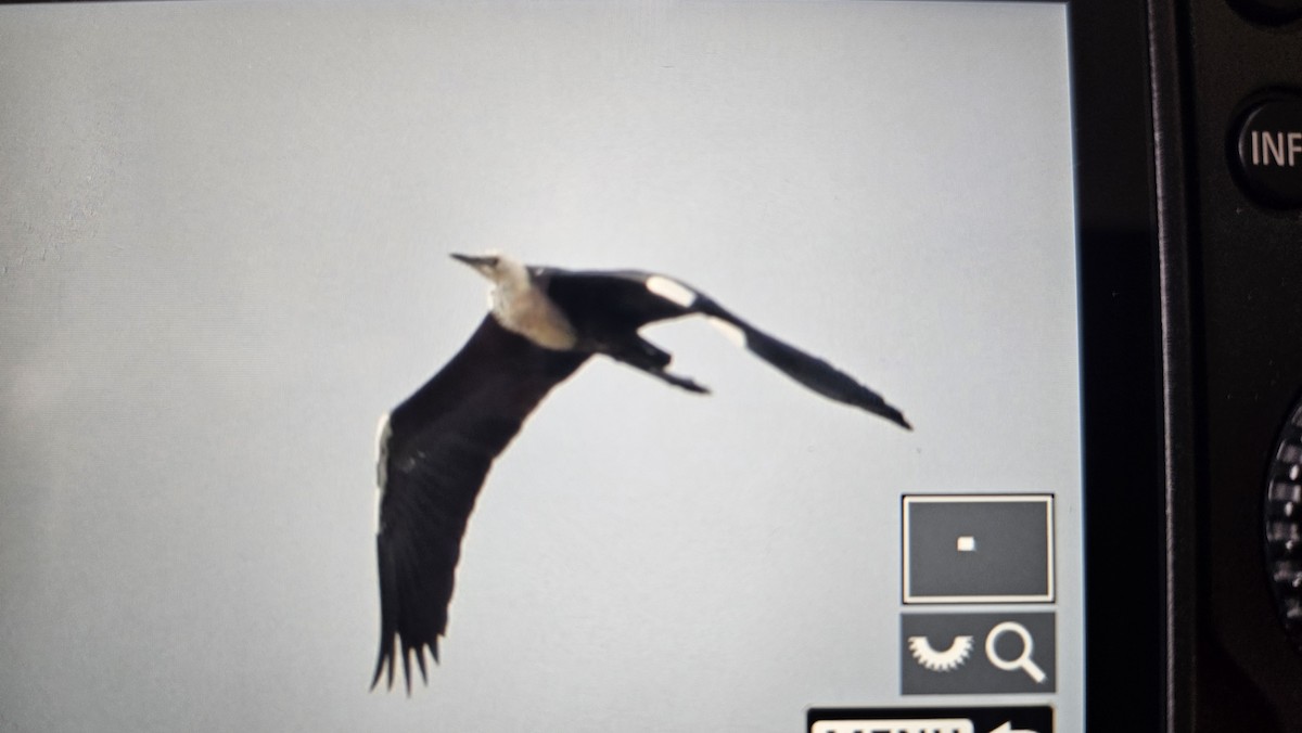 Pacific Heron - ML625230935