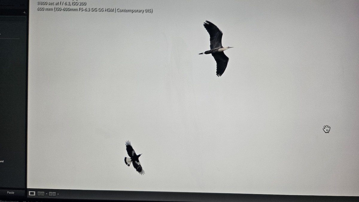 Pacific Heron - ML625230936