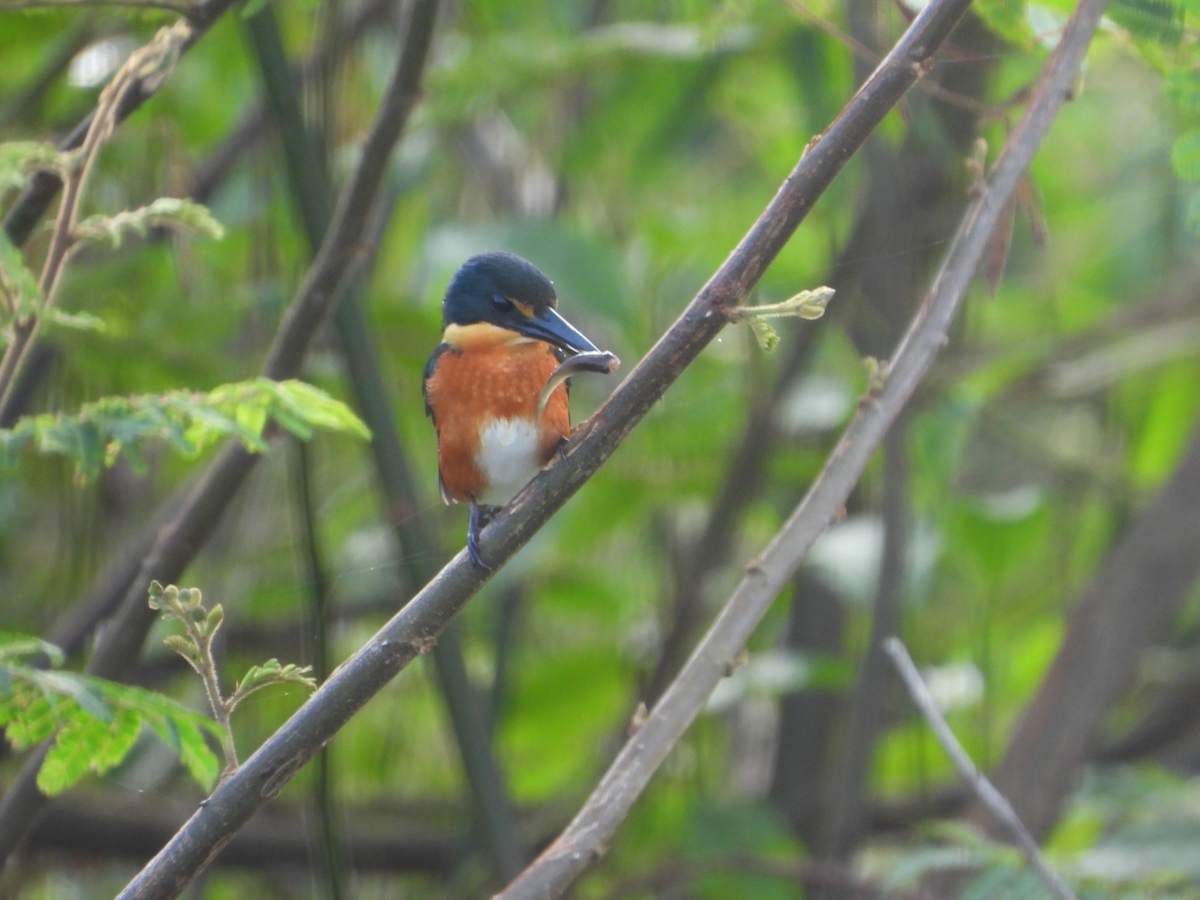 American Pygmy Kingfisher - ML625230971