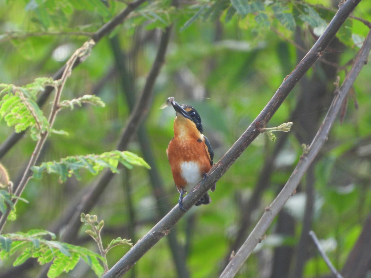 American Pygmy Kingfisher - ML625230972