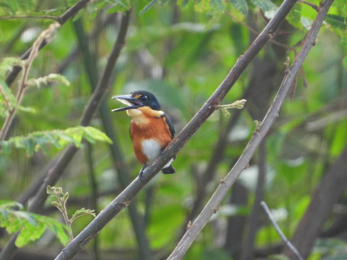 American Pygmy Kingfisher - ML625230999