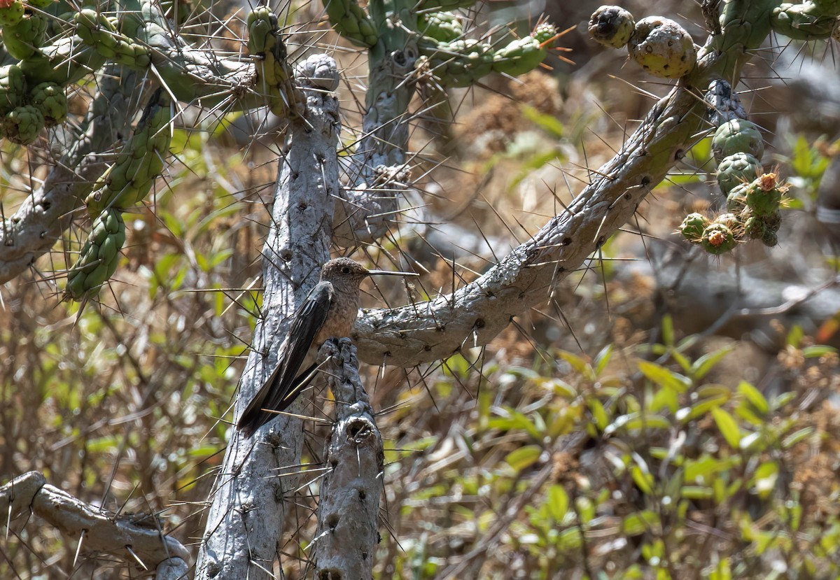 Giant Hummingbird - ML625231003