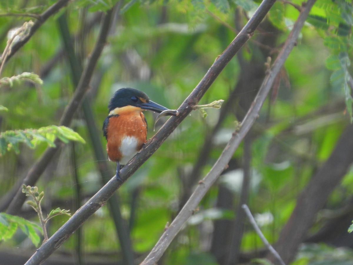 American Pygmy Kingfisher - ML625231025