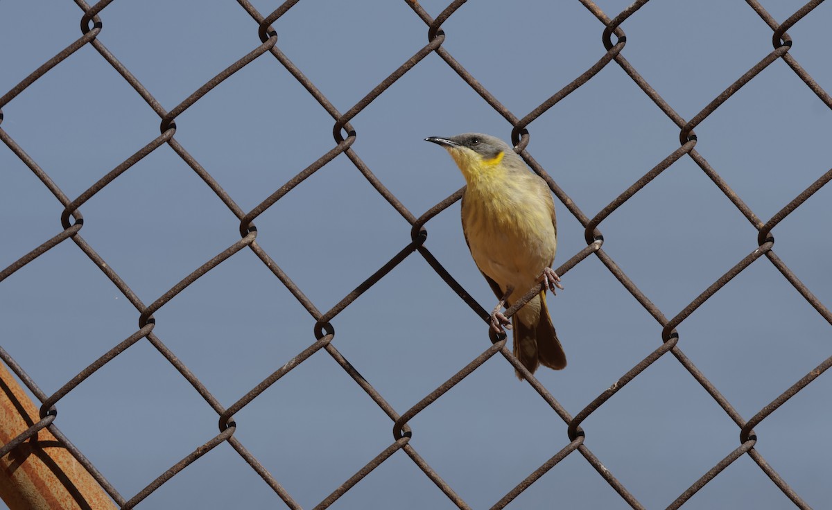 Gray-headed Honeyeater - ML625231044