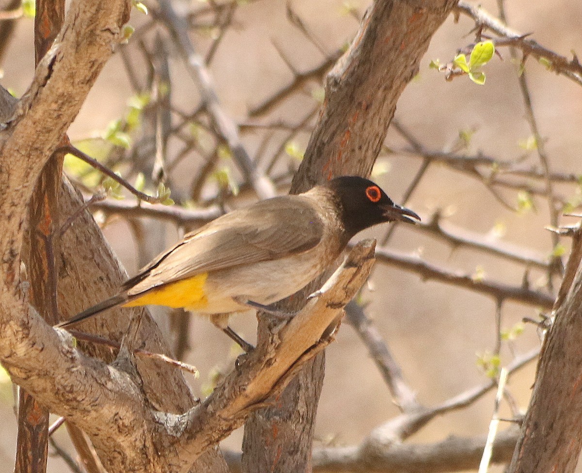 Black-fronted Bulbul - ML625231070