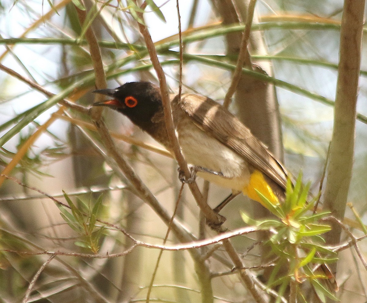 Black-fronted Bulbul - ML625231071